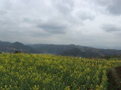 -桑洲油菜花景区