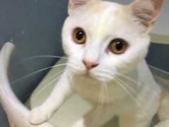 -喵的天空名猫咖啡馆·撸猫·猫舍·用品