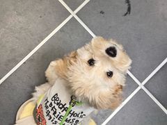 -PETKIT 小佩宠物·低压洗护·美容·寄养(安远店)