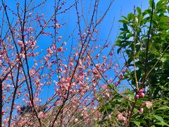 -杭州半山国家森林公园