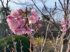 -顾村公园
