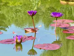 -国家植物园南园