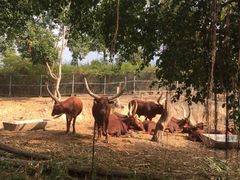 -清迈夜间动物园