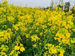 -漩门湾国家湿地公园