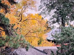 -三里屯东五街银杏大道
