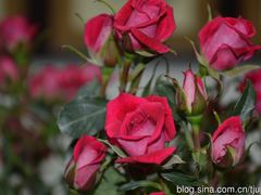 -天津东丽湖风景区