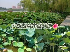 -济南大明湖景区