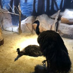 -酷嗒动物文化乐园(cutezoo西溪乐天城店)