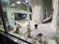 -大连圣亚海洋世界