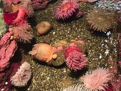 -西雅图水族馆