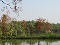 -大湾区中央湿地公园