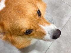 -半岛宠物医院24小时·内窥镜·牙科·碎石中心(府城大道店)