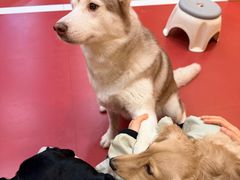 -和它·交个朋友·狗咖猫咖(爱琴海店)