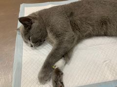 -爱侣宠医·鹦鹉专科·小型哺乳类·异宠专科(灵石路店)