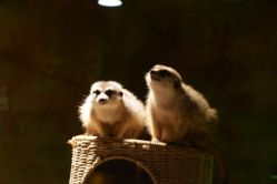 -酷嗒动物文化乐园(cutezoo西溪乐天城店)