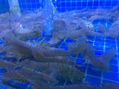 -鼓歌海鲜舫·手抓海鲜(大学城店)