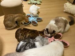 -猫腻·猫咖·撸猫馆(星光大道店)