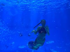 美人鱼-上海海昌海洋公园
