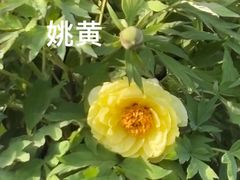 -洛阳市隋唐城遗址植物园