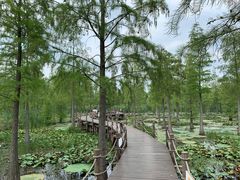 -池杉湖湿地公园