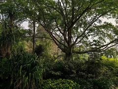 -中国科学院西双版纳热带植物园
