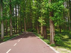 -黄海国家森林公园