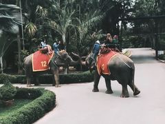 -东芭乐园