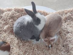 -喵宠乐园·撸猫互动·猫舍