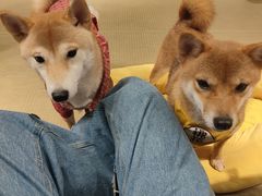 -逗柴咖啡屋·狗咖猫咖宠物桌游