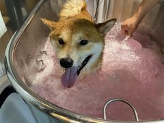 -PETKIT小佩宠物·低压洗护(国顺东路店)