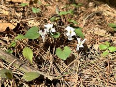 -帽儿山国家森林公园