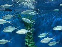 -上海海洋水族馆