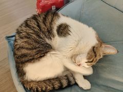 -COLOR PETS 撸猫馆·购猫·猫咖(长风大悦城店)