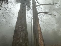 -天目山大树王景区