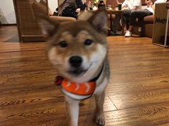 -柴务处·柴犬主题狗咖