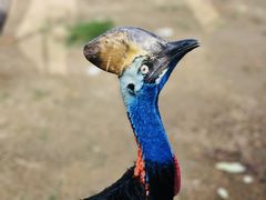 -西霞口神雕山野生动物世界