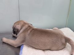 -瑞派·关忠动物医院·猫专科·犬专科(三环新城店)