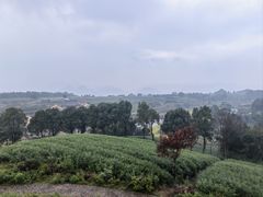 -桑洲油菜花景区