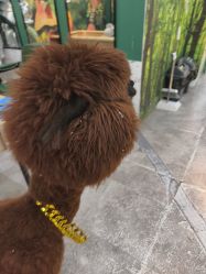 -神奇动物撸宠馆·羊驼·小浣熊·异宠(豫园店)