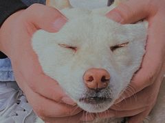 -柴犬高等学院·狗咖·柴犬售卖·宠物训练