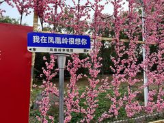 -北京凤凰岭