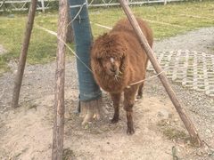 -前小桔亲子创意农场·草莓采摘·露营烧烤
