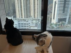 -有喵·猫咖·狗咖·30几只猫10只小狗(岗厦店)