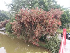-东莞植物园