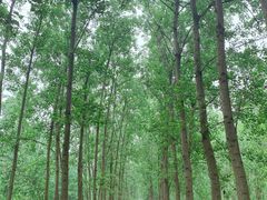 -合肥滨湖国家森林公园