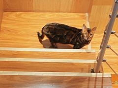 -MOCHA明星猫咖(田子坊店)