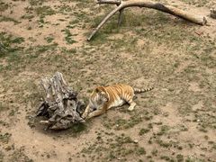 -西霞口神雕山野生动物世界