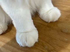 -楼上猫咖(罗湖店)