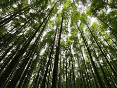 -山王坪喀斯特国家生态公园