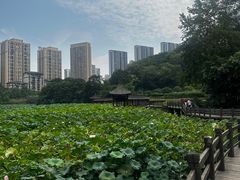 -龙头寺公园